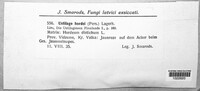 Ustilago hordei image